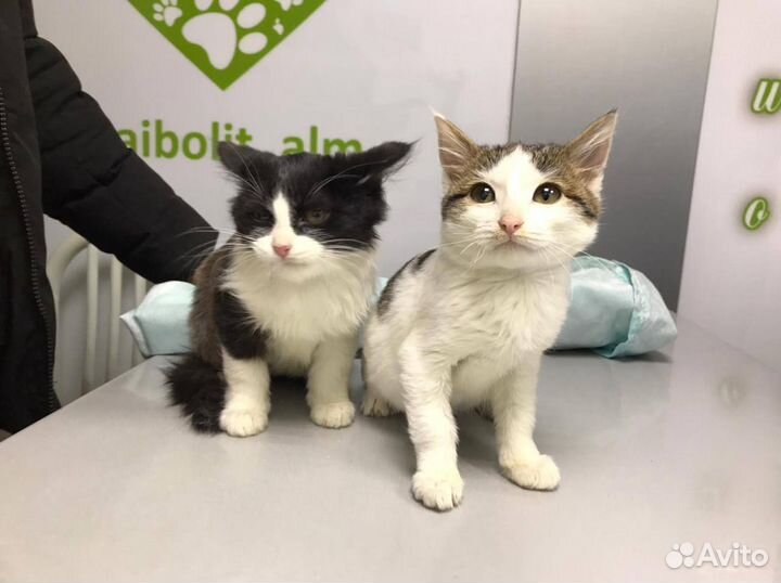 Котята в добрые руки