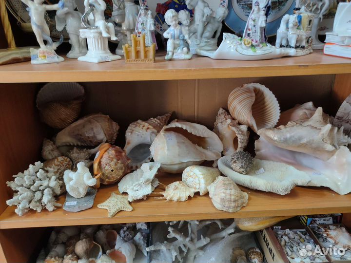 Морские ракушки и раковины