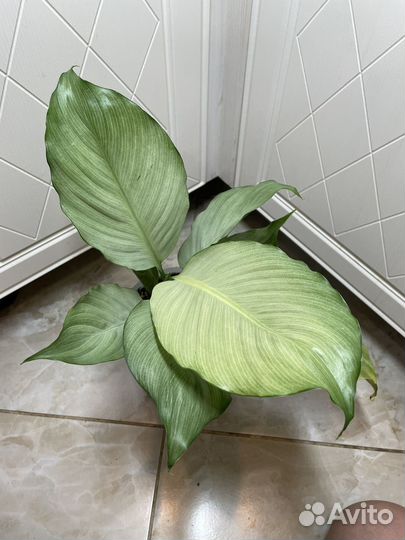 Спатифиллум сплит милк