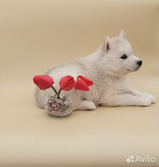 Щенки Хаски РКФ