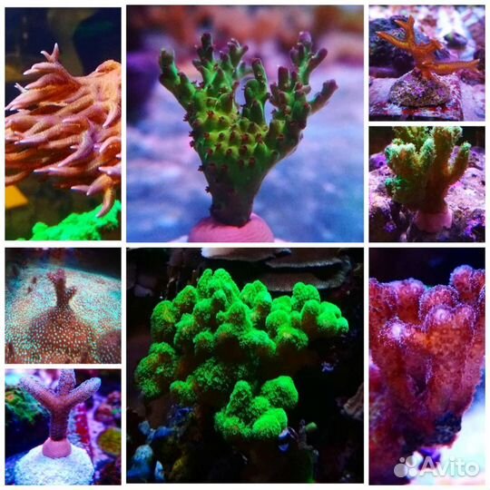 Фрагменты живых кораллов для морского аквариума