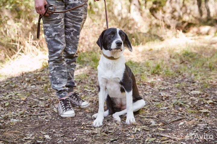 Красавица Химия ищет дом