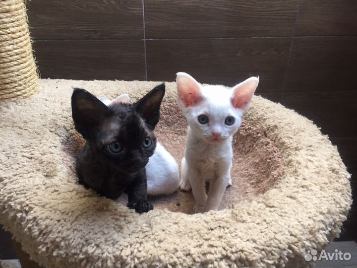 Девон рекс Инь и Ян