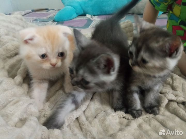 Шотландские котята