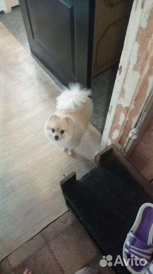 Шпиц для вязки