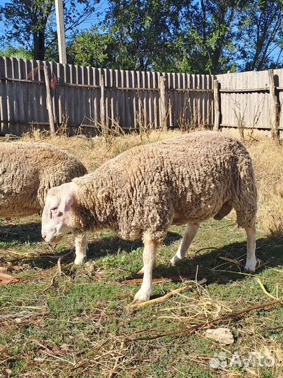 Баранчики Тексель