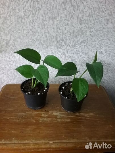 Сциндапсусы Эпипремнумы