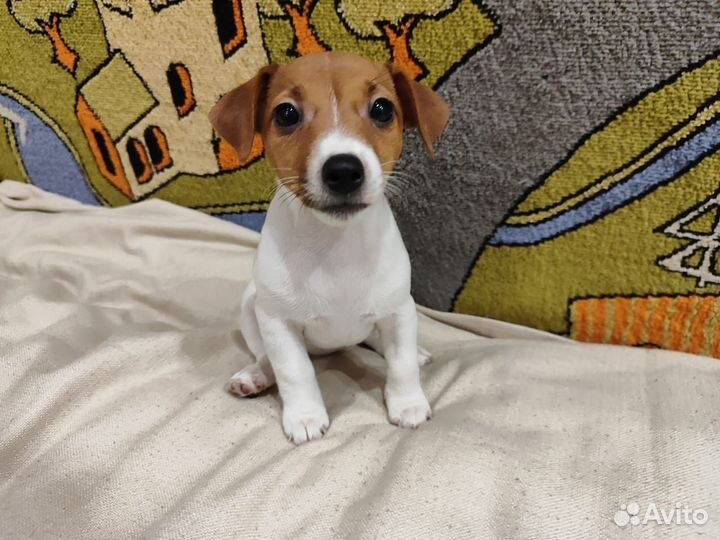 Щенки джек Рассел терьер