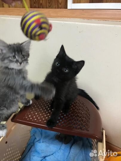 Котята в добрые руки бесплатно - Оршин монастырь