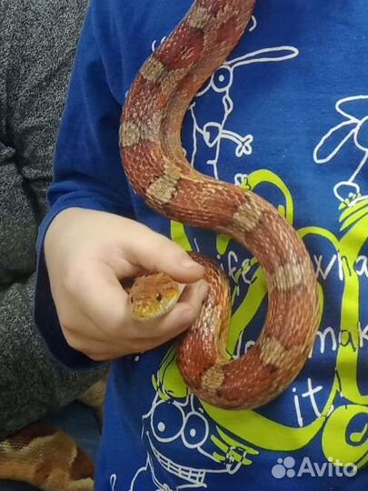 Передержка маленьких и экзотических питомцев