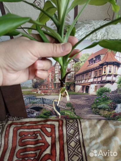 Драцена душистая Голден Кост