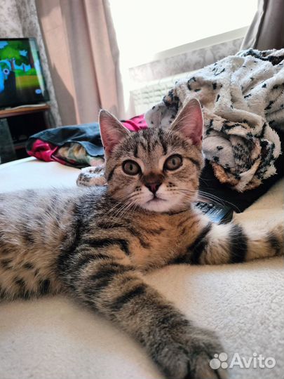 Найден котенок