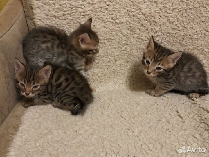 Бенгальские котята