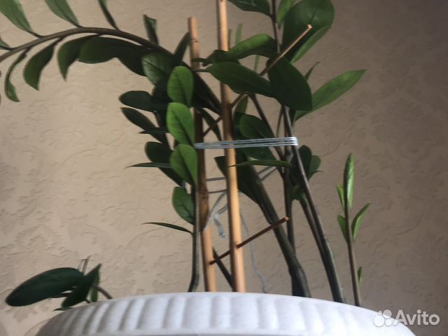 Замиокулькас (долларовое дерево )