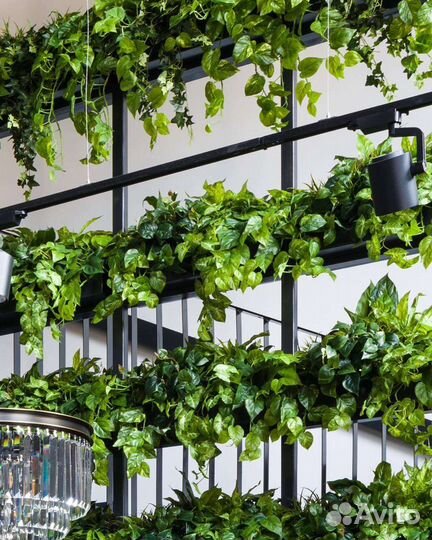 Фитостены, вертикальное озеленение, растения, от