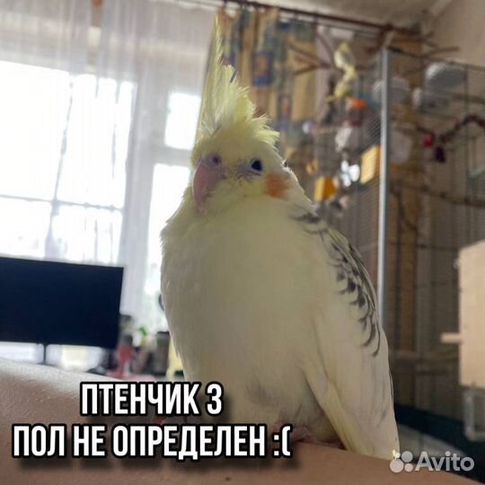Попугай корелла птенцы