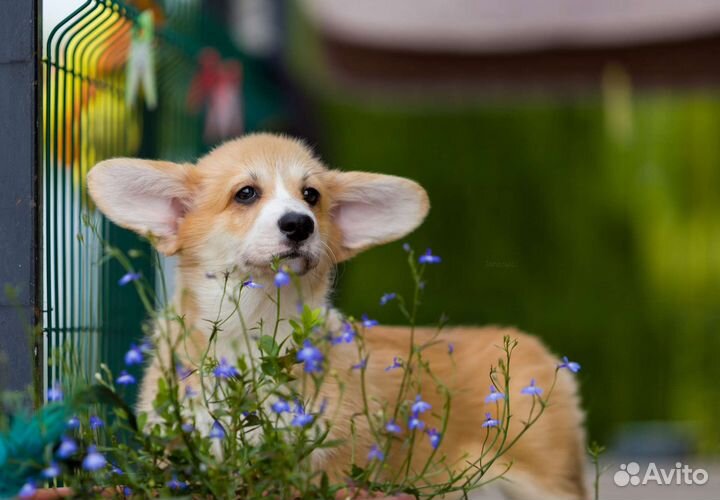 Щенки вельш корги пемброк