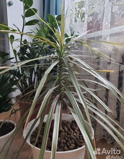 Пальма Драцена Маргината