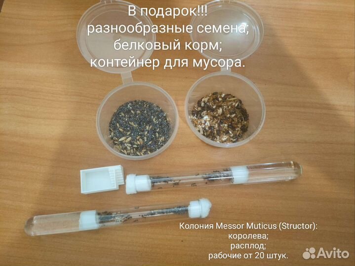 Муравьи жнецы, structor (messor muticus)