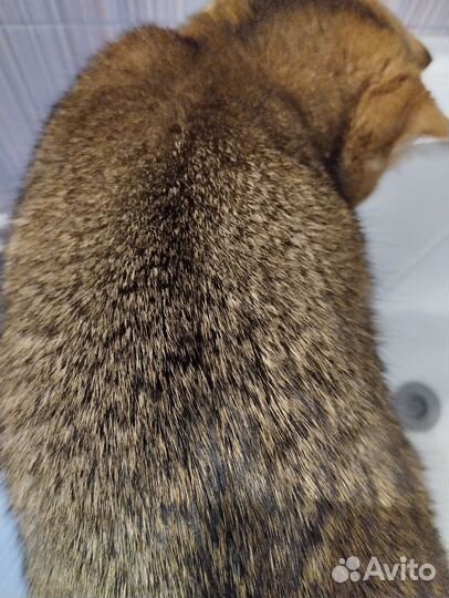 Кошечка ищет жениха