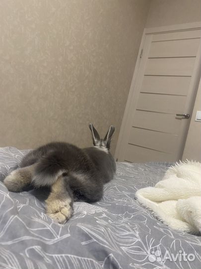 Декоративные кролики мини