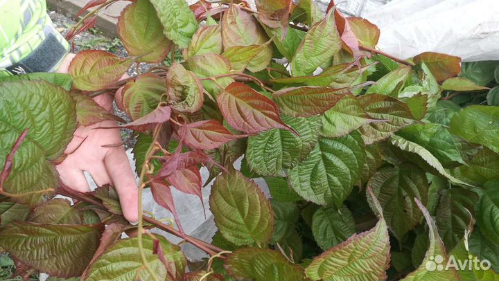 Актинидия коломикта