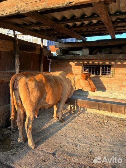 Корова дойная