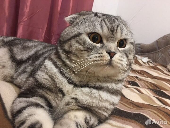 Вязка Котик ищет девочку)