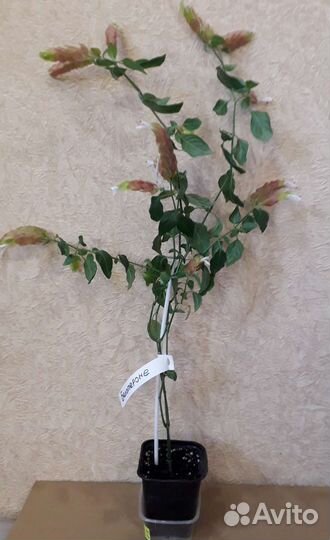 Белопероне комнатный цветок