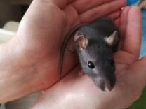 Крысята и клетка с аксессуарами