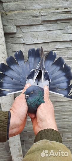 Голуби Николаевские и Донецкого направления