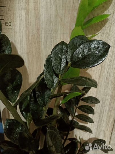 Замиокулькас Равен