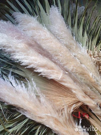 Пампасная трава