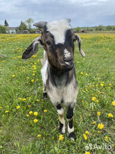 Нубийский козлик