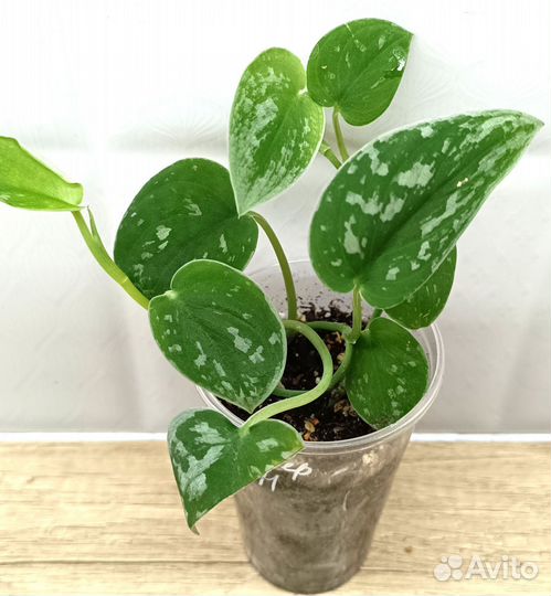 Эпипремнумы, сциндапсусы