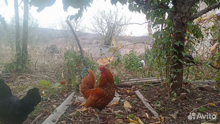 Декоративные петухи сибрайт,бентамки