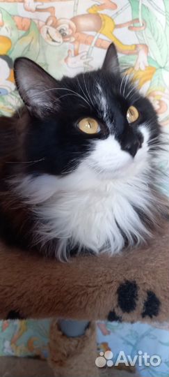 Бруталл котик