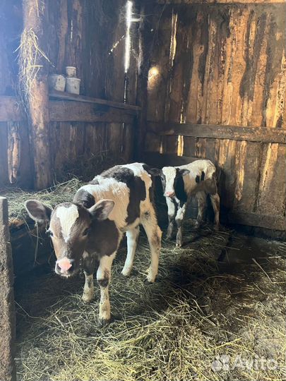 Бычок и телочка