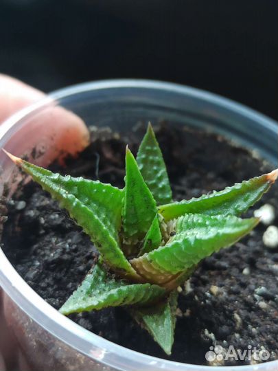 Эчеверия, эхеверия, крассула, хавортия