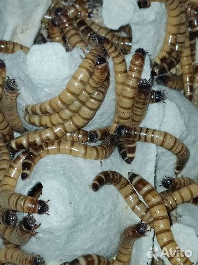 Кормовые насекомые. Зофобас