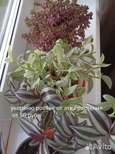 Цветы разные часть 1