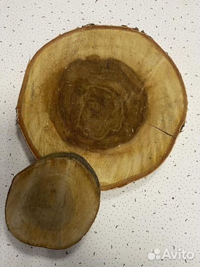 Спилы и срезы деревьев