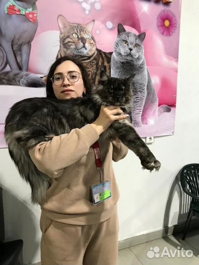 Котёнок Мейн-кун
