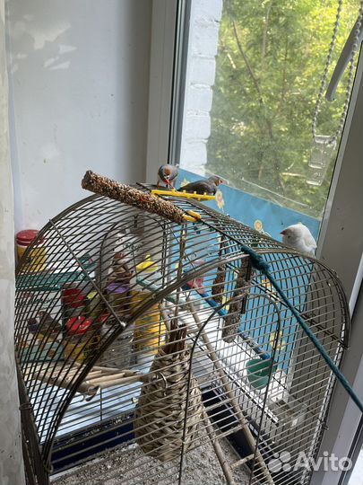 Зебровые амадины