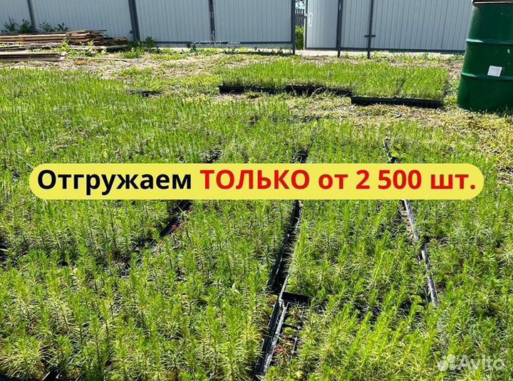 Саженцы сосны окс