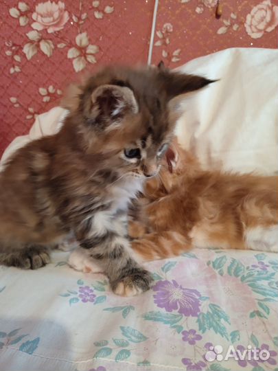 Котята мейн-кун