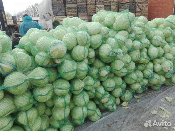 Капуста оптом и в розницу