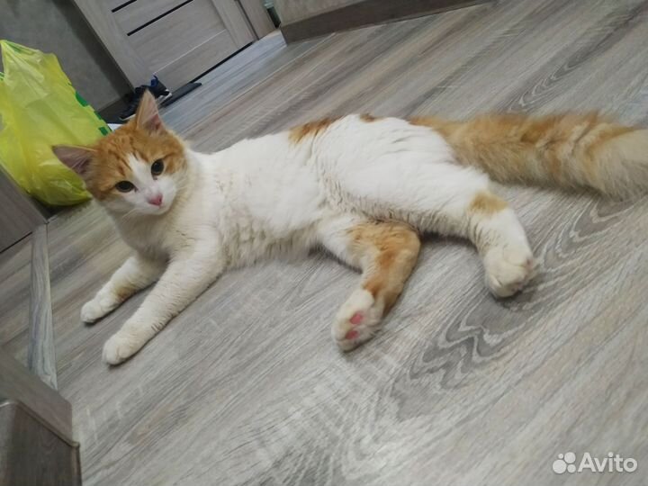 Кот, 1 год