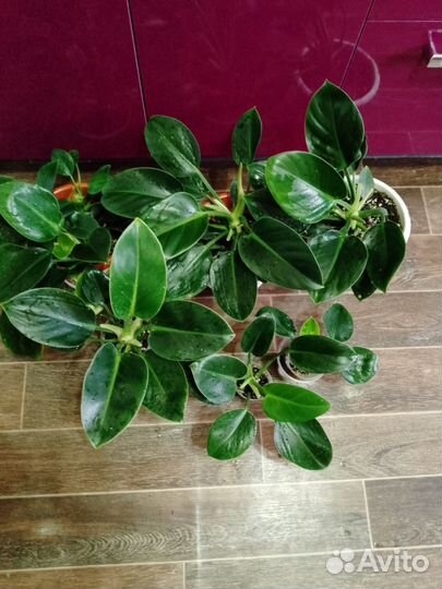 Мох живой замороженный