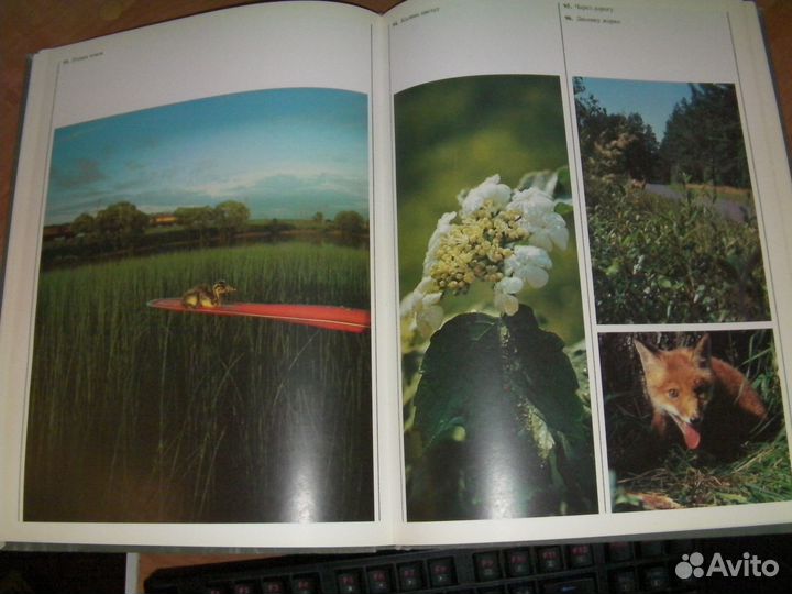 Книга с фотографиями природа 